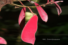 Humboldtia bourdillonii